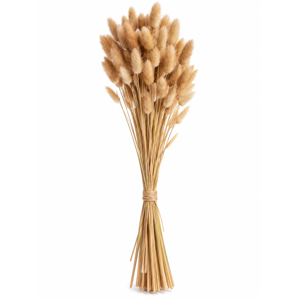 Lagurus Natur
