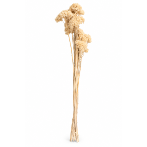 Achillea  Hvid, 10 stk.
