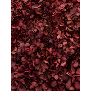 Hortensia Pflaume