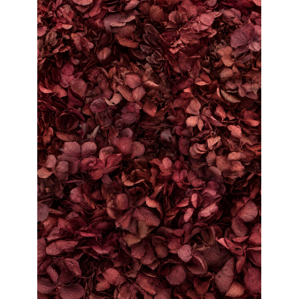 Hortensia Pflaume