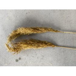 Piumetta Sennep 20 stk 