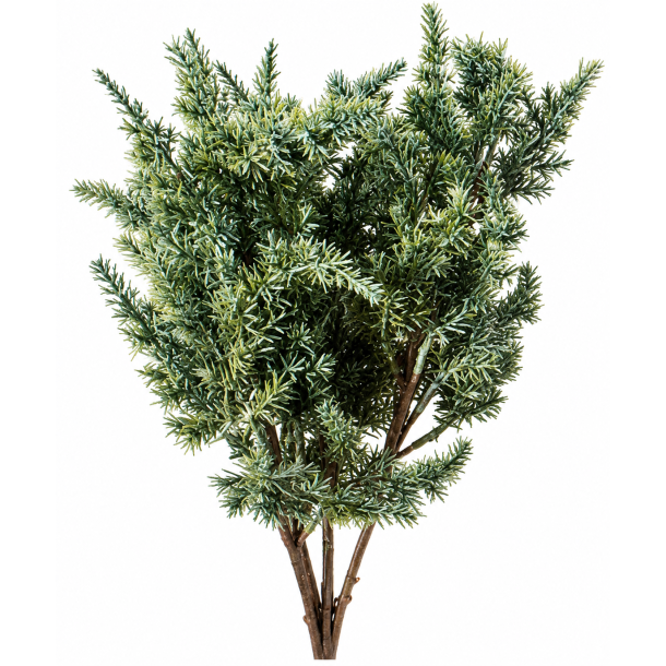 Eneb�rgren 