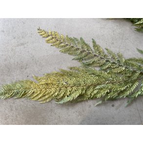 Felce Marina, 10 stk. Iceberg Green