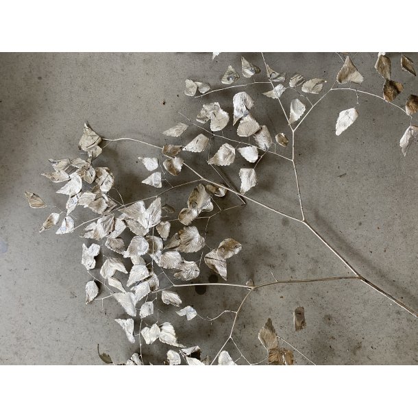 Kopi af Adiantum Platin 10 stk. 