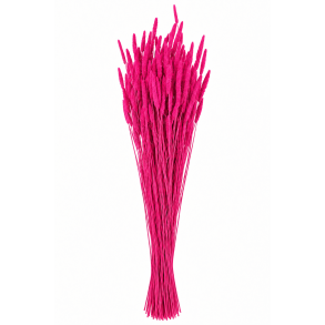 Phleum Fuxia, 150 gr. 