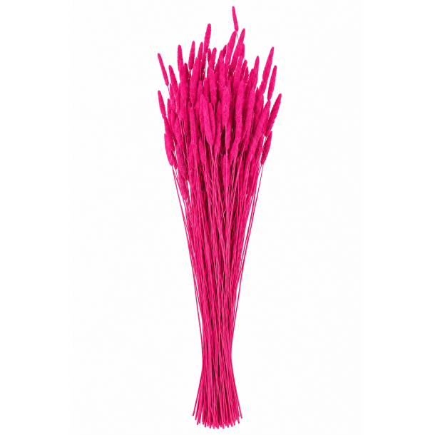 Phleum Fuxia, 150 gr. 