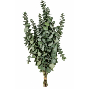 Eucalyptus stautaria 150 gr. gr�/gr�n 
