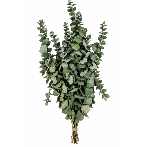 Eucalyptus stautaria 150 gr. gr�/gr�n 