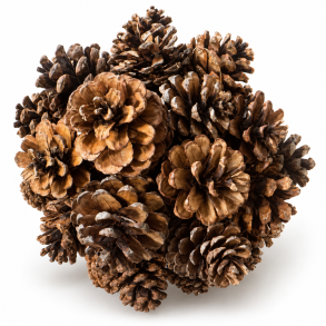 Pine ball 20 cm 