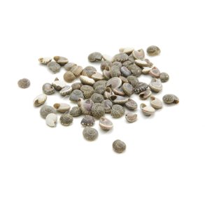 Shell umbonium black 1 kg