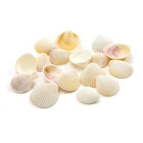 Sea shells