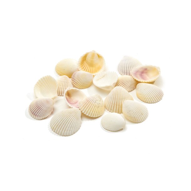 Sea shells