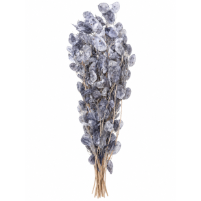 LUnaria Silbergrau