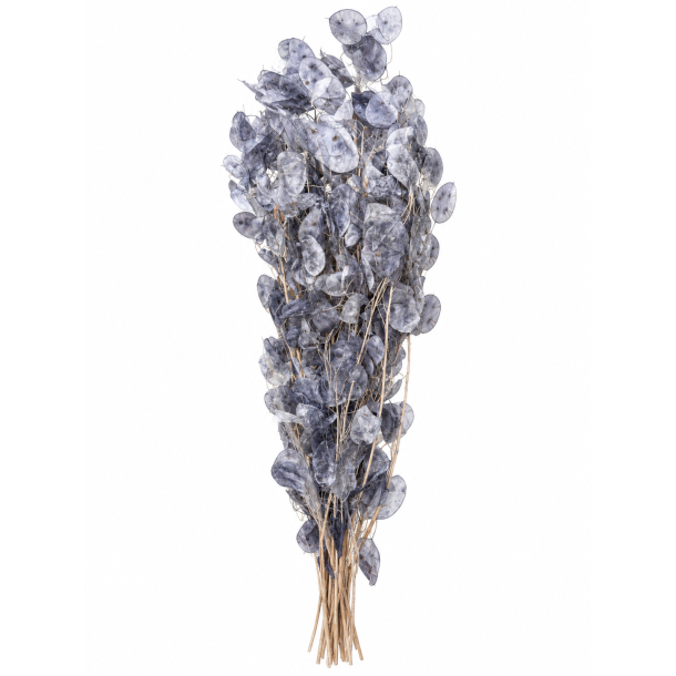 LUnaria Silbergrau