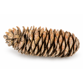 Rye Cone frosted green 50 stk