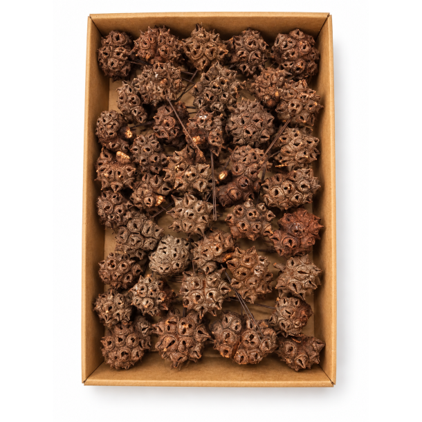 Spidergum knobs p� tr�d natur 50 stk.