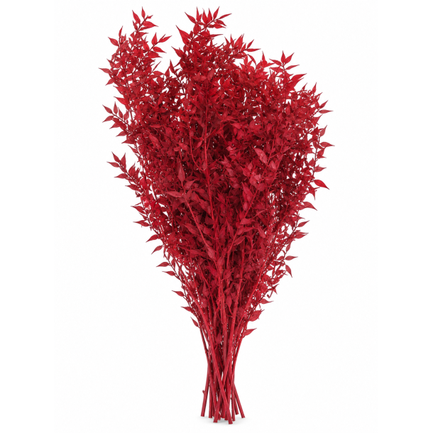 Ruscus r�d 400 gr