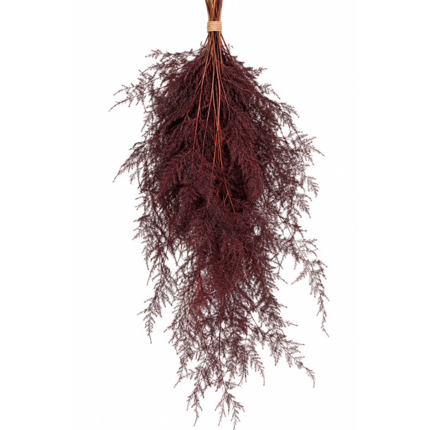 Aspargus Plumosum Bordo 