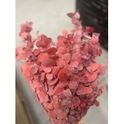 Eucalyptus stutiana rose 300 gr