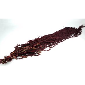 Amaranthus Bordeaux