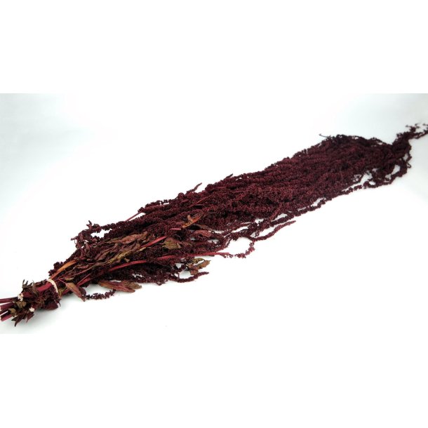 Amaranthus Bordeaux