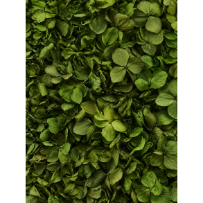 Hortensia Oliven ca. 25 stk.