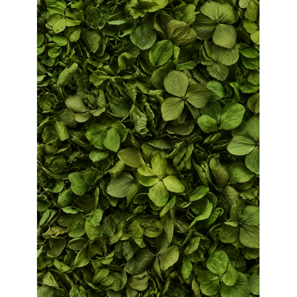 Hortensia Oliven ca. 25 stk.