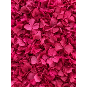 Hortensia cerise 20-25 stk.