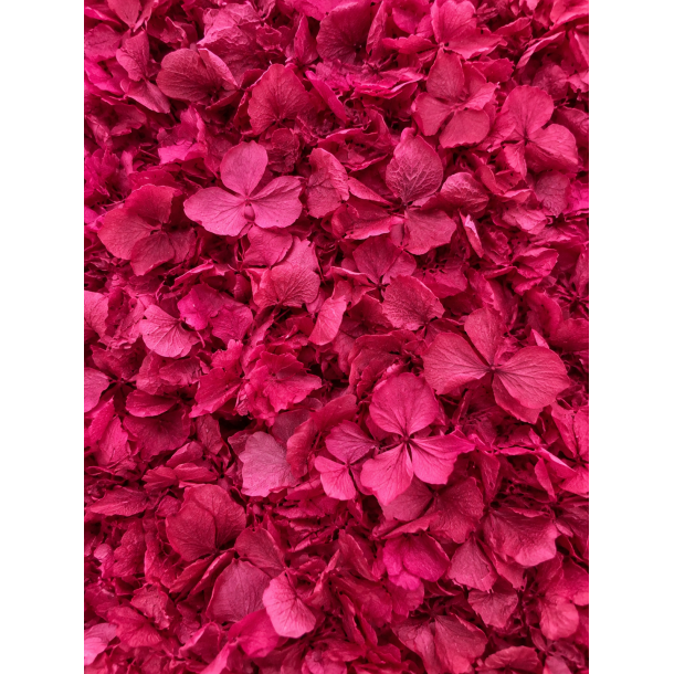 Hortensia magneta