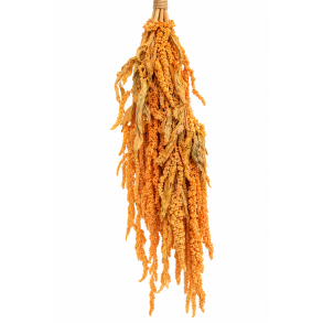 Amarantus St�vet Melon 