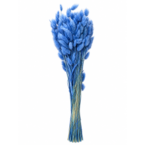 Lagurus Parisian Blue, 100 gr.