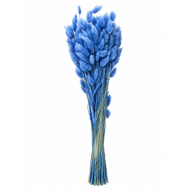 Lagurus Parisian Blue, 100 gr.