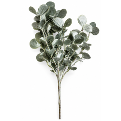 Mini Eucalyptus Platin 