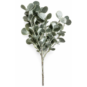 Mini Eucalyptus Platin 