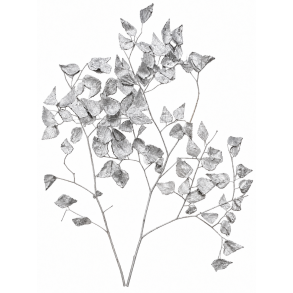 Adiantum Platin 10 stk. 