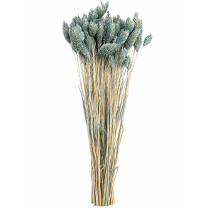 Lagurus Grigio (Bl�Gr�n) 100 gr. 