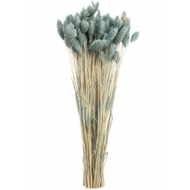 Lagurus Grigio (Bl�Gr�n) 100 gr. 