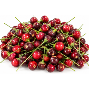 Udend�rs  Bordo 72 stk. 