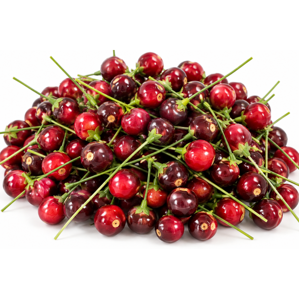 Udend�rs  Bordo 72 stk. 