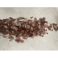 Lunaria leder 150 gr