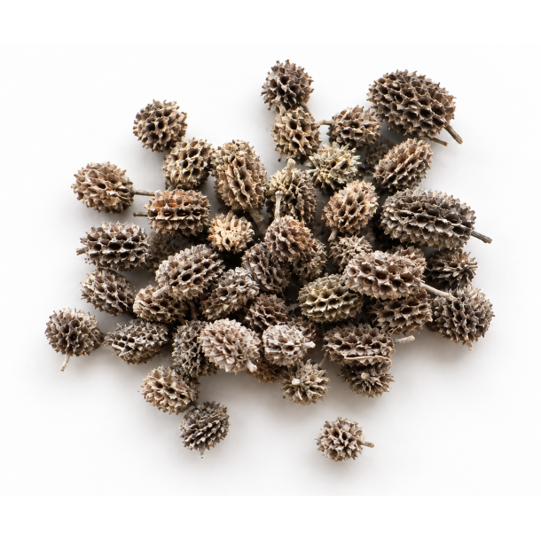 Casurina Kogler Frosted Green 2 kg.