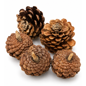 Pine cone flower 25 stk natur