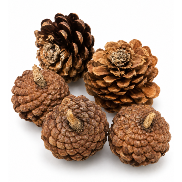 Pine cone flower 25 stk natur