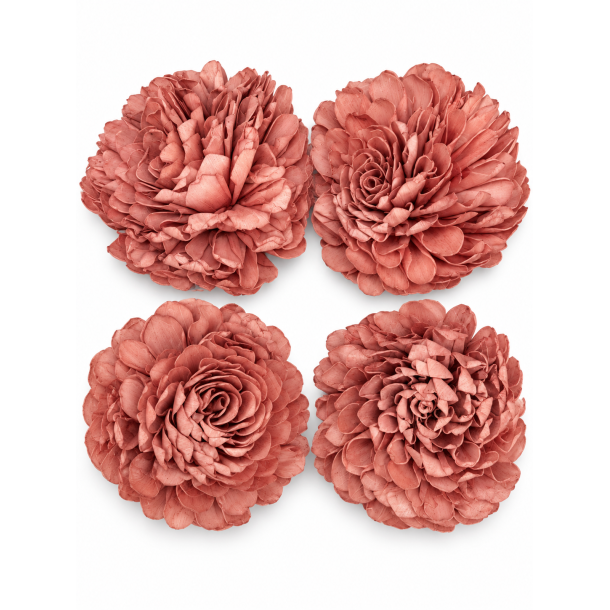 Shola Zinnia 20 cm rosa 4 stk