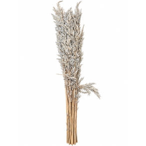 Ampelodesma hell grau 400 gr.