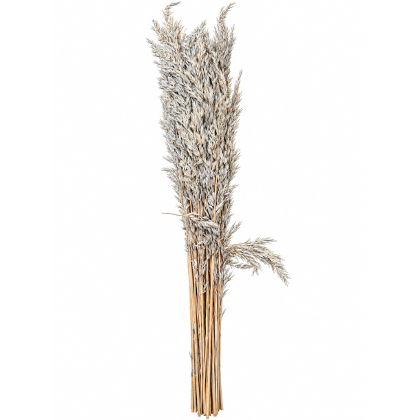 Ampelodesma hell grau 400 gr.