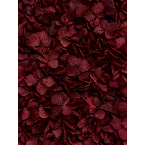 Hortensia  Bordo, 20-25 stk