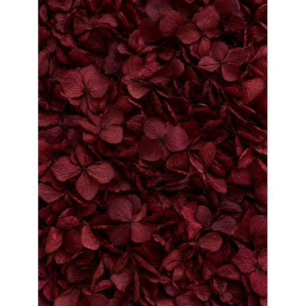 Hortensia  Bordo, 20-25 stk