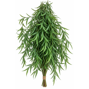Euc. Long Leaf Green 150 gr.