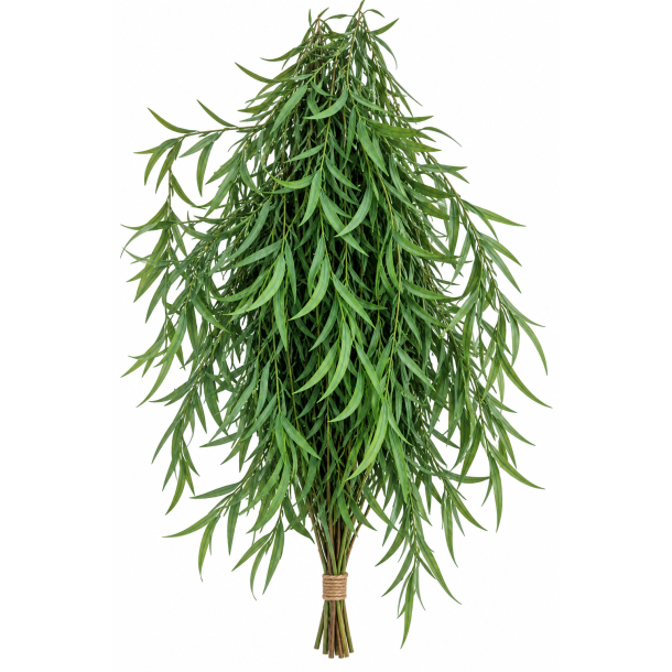 Euc. Long Leaf Green 150 gr.